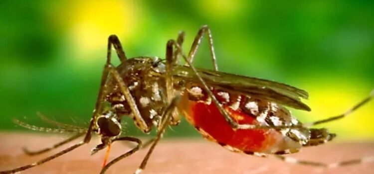 Epidemia de dengue en Guatemala: Declara el gobierno emergencia nacional Epidemia de dengue en Guatemala: Declara el gobierno emergencia nacional
