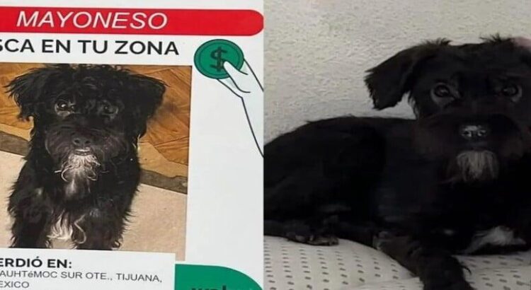 Mujer ofrece de recompensa 500 dólares por su perro Mayoneso