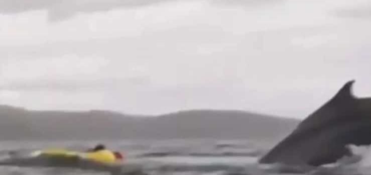 Se lo tragó una ballena … y sobrevivió para contarlo Se lo tragó una ballena … y sobrevivió para contarlo
