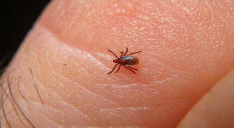 Zona este de Tijuana acumula el mayor número de fallecimientos por rickettsiosis